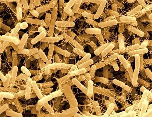 Vi khuẩn Bacillus Amyloliquefaciens