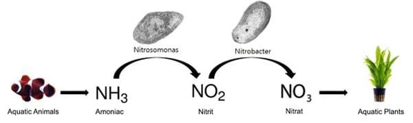Vi khuẩn Nitrobacter