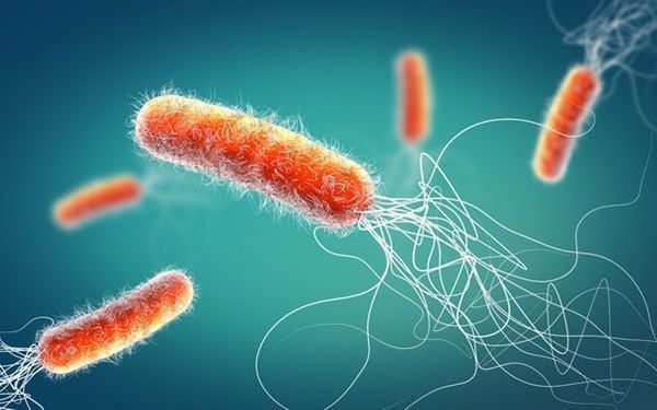 Vi khuẩn Pseudomonas