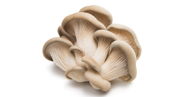 NẤM BÀO NGƯ XÁM - LỢI ÍCH VÀ GIÁ TRỊ DINH DƯỠNG