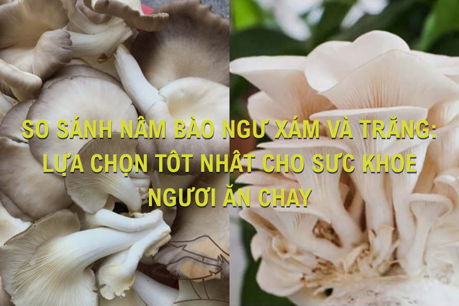 SO SÁNH NẤM BÀO NGƯ XÁM VÀ TRẮNG: LỰA CHỌN TỐT NHẤT CHO SỨC KHỎE NGƯỜI ĂN CHAY