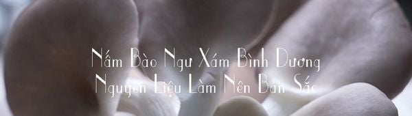 Nấm Bào Ngư Xám Bình Dương – Chuẩn Hóa Nguyên Liệu Cho Chả Lụa Chay Túc Anh