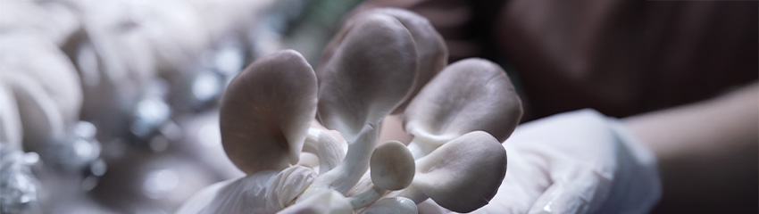 nam-bao-ngu-xam-tuc-anh