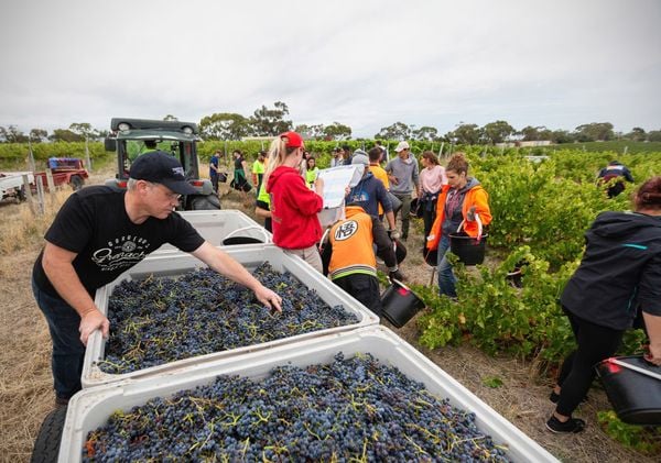 Why Do Wines Differ So Much in Price?  Are Cheaper Wines Bad Quality?