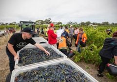 Why Do Wines Differ So Much in Price?  Are Cheaper Wines Bad Quality?
