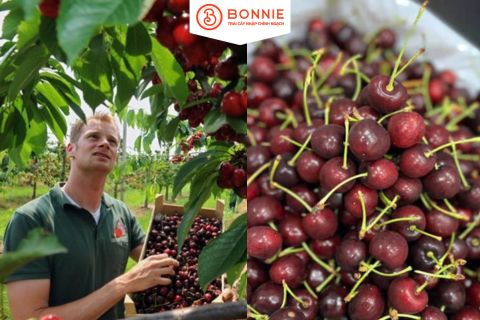 Cherry Mỹ đầu mùa 2025: Khan hiếm, giá tăng mà vẫn cháy hàng