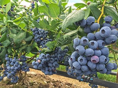 Viet-quat-canada-2025