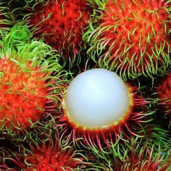Chôm chôm nhãn