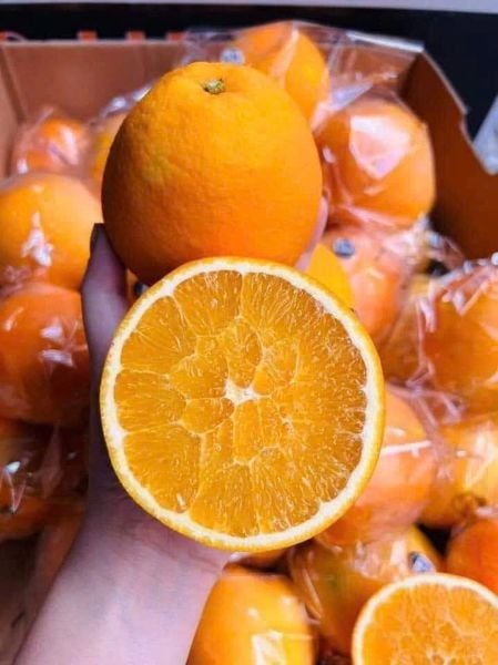 Cam Kiếng – Trái Cây Giải Nhiệt Mùa Hè, Tươi Ngon, Bổ Dưỡng