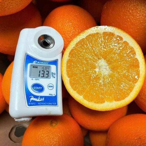 Cam navel Mỹ với độ ngọt vượt trội