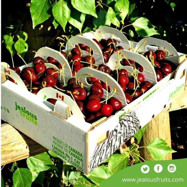 cherry canada