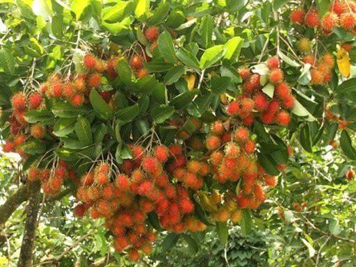 Vườn Chôm chôm nhãn
