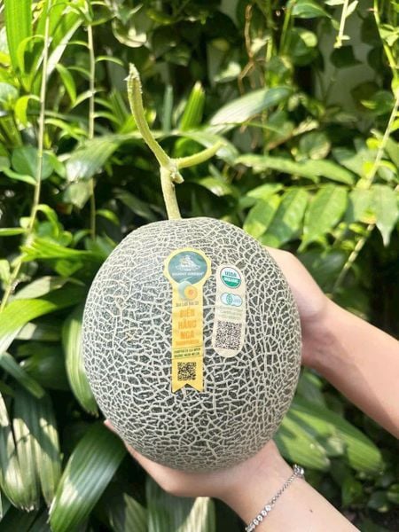 Dưa Lưới Hữu Cơ Biển Hằng Nga Trái Cây Việt Nam Chất Lượng Cao 🍈