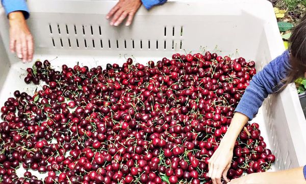 cherry-my-2025
