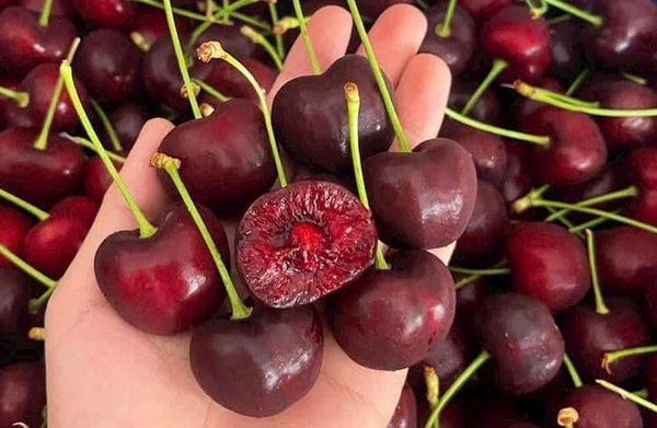 cherry-my-2025