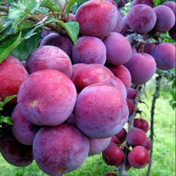 Mận Hậu Mộc Châu