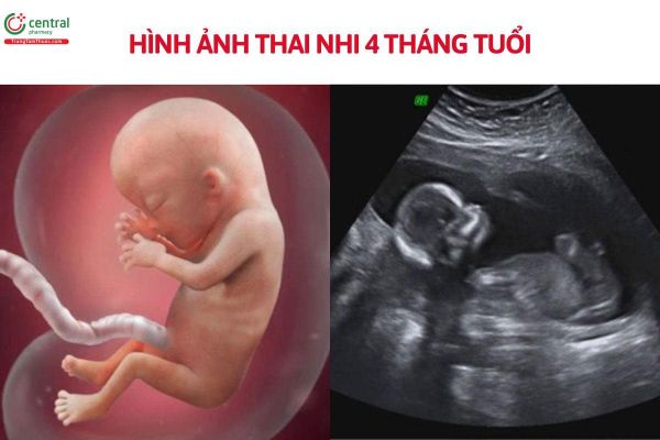 mang-thai-thang-thu-4-can-bo-sung-gi