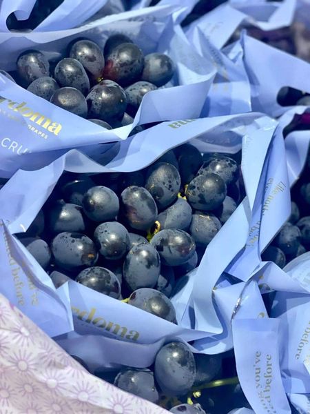 Nho Kẹo Candy Crunch – Trái Cây Nhập Khẩu Ngọt Đậm, Giá Tốt Tại Bonnie Fruit