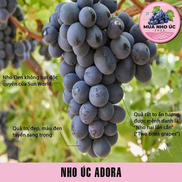 Nho đen không hạt nhập khẩu Úc
