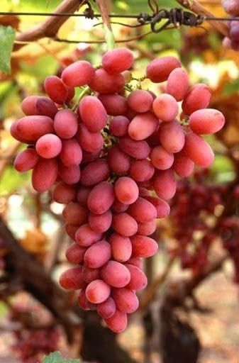 Nho Đỏ Không Hạt Úc Long Crimson