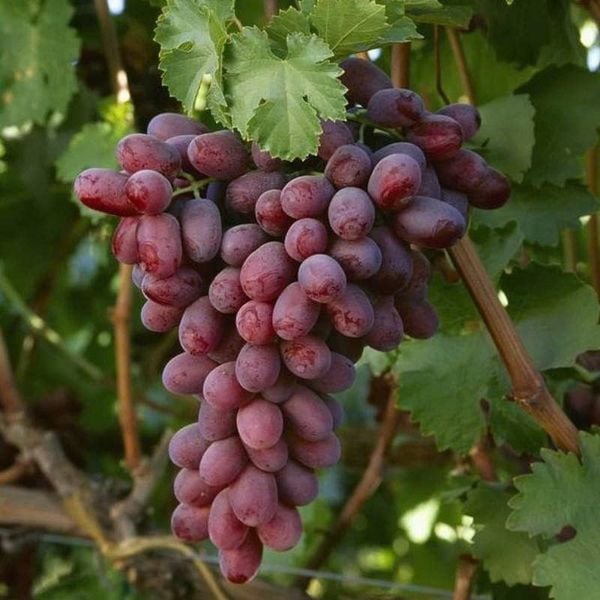Nho Đỏ Không Hạt Úc Long Crimson