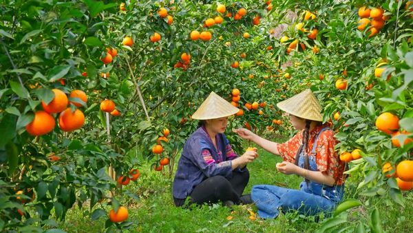 Vườn Quýt Orah Nội Địa Trung