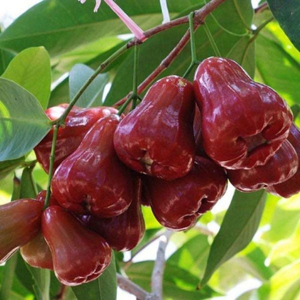Vườn Roi đỏ An Phước hay còn gọi là Mận An Phước