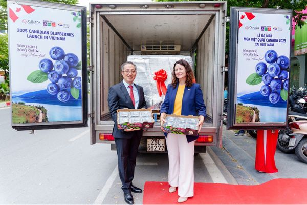 Việt Quất Canada - Canadian Blueberries Siêu Dinh Dưỡng | Bonnie Fruit