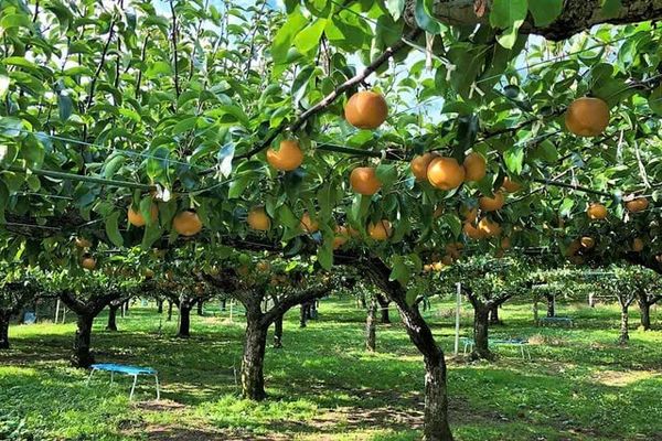 Vườn Lê Hàn Quốc – Trái Cây Nhập Khẩu Cao Cấp