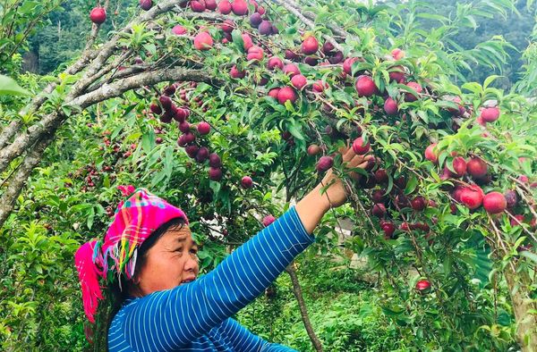 Mận Hậu Mộc Châu