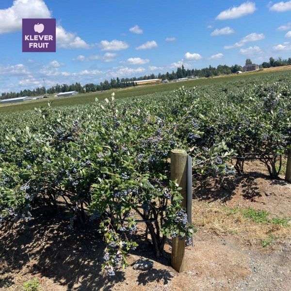 Vườn Việt Quất Canada