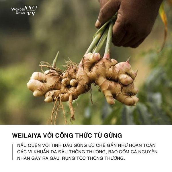 dau-goi-gung-weilaiya