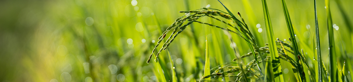 AGRICULTURE - FORESTRY