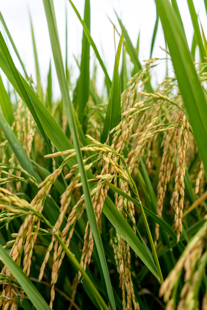 International standard organic agriculture
