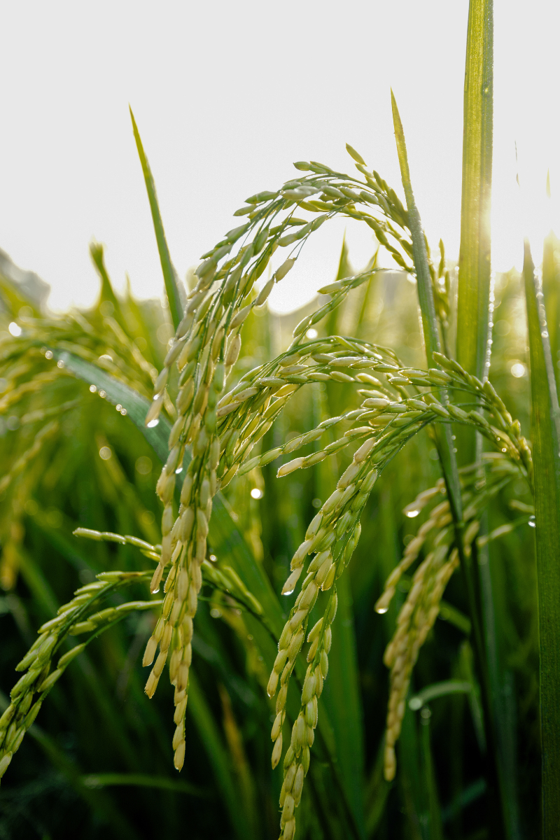 Agriculture - Forestry
___
