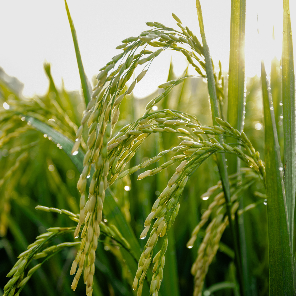 AGRICULTURE - FORESTRY