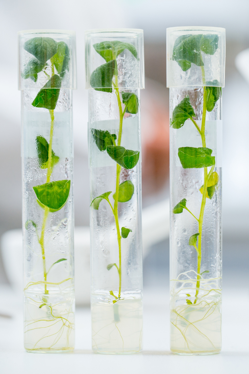 Tissue culture center
