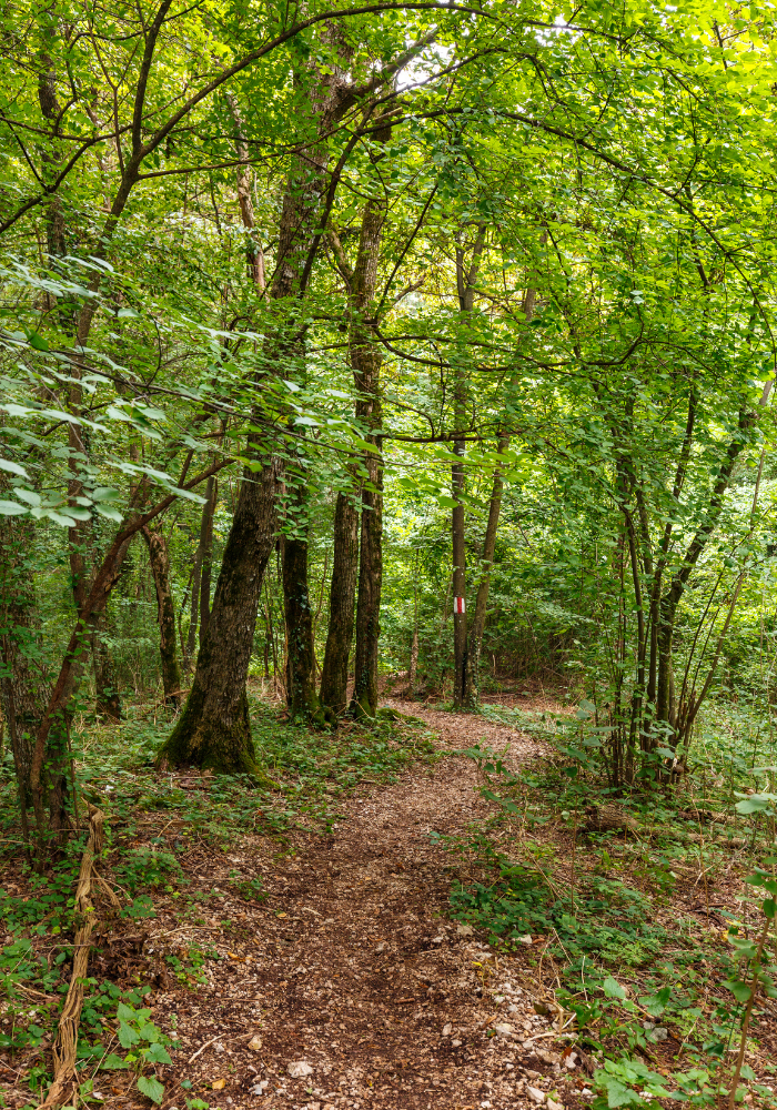 Ea H'leo Two-Member Forestry Company Limited
