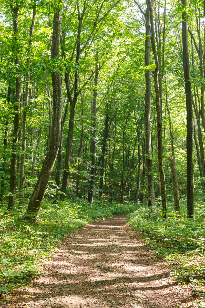 Sustainable forestry development and conservation
