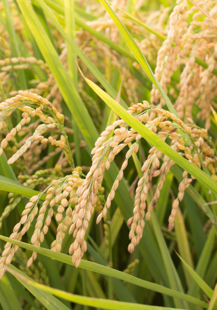 Vien Phu Trading & Production Company Limited
