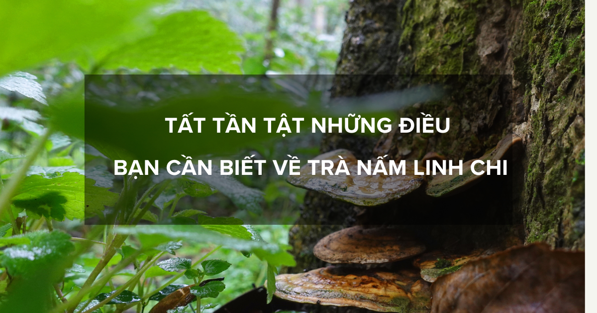Tất tần tật những điều bạn cần biết về trà nấm linh chi