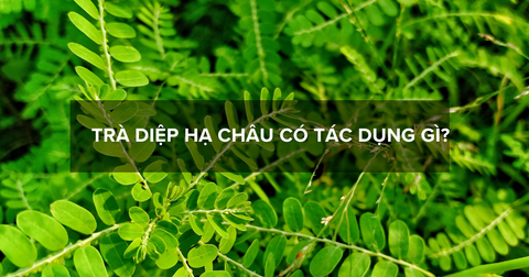 Trà diệp hạ châu có tác dụng gì? Cách dùng và những điều cần lưu ý