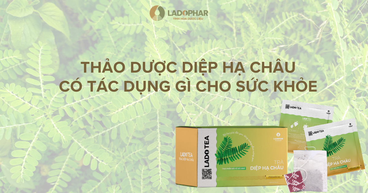 Diệp hạ châu công dụng và cách dùng