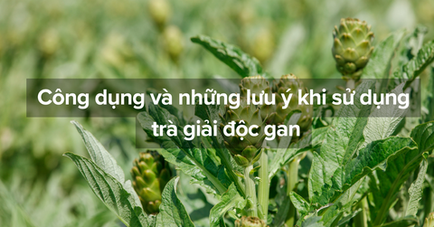 Công dụng và những lưu ý khi sử dụng trà giải độc gan