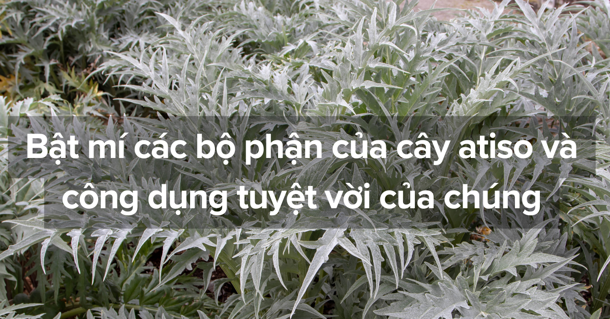 Bật mí các bộ phận của cây atiso và công dụng tuyệt vời của chúng
