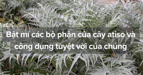 Bật mí các bộ phận của cây atiso và công dụng tuyệt vời của chúng