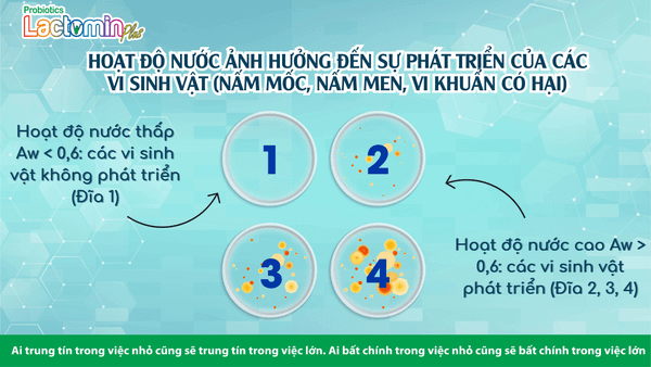 HOẠT ĐỘ NƯỚC – BÍ QUYẾT TRONG CÔNG NGHỆ SẢN XUẤT MEN VI SINH CHẤT LƯỢNG CAO