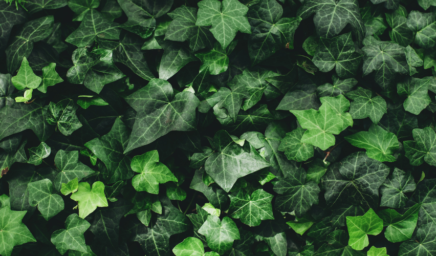 CHIẾT XUẤT LÁ THƯỜNG XUÂN - Thành phần thiên nhiên giúp giảm ho an toàn cho cả gia đình