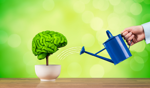 TAURINE & GINKGO BILOBA: Cặp đôi hoàn hảo giúp cải thiện trí nhớ và khả năng tập trung