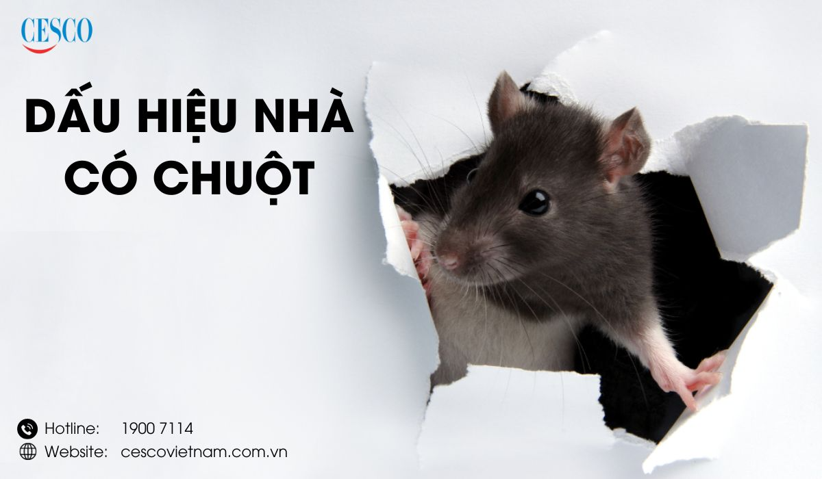 Dấu hiệu nhà có chuột là gì? Cách ngăn chuột vào nhà